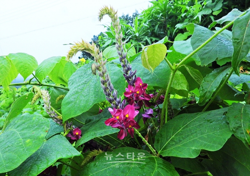아름다운 칡꽃