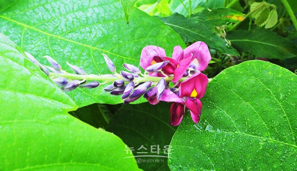 아름다운 칡꽃