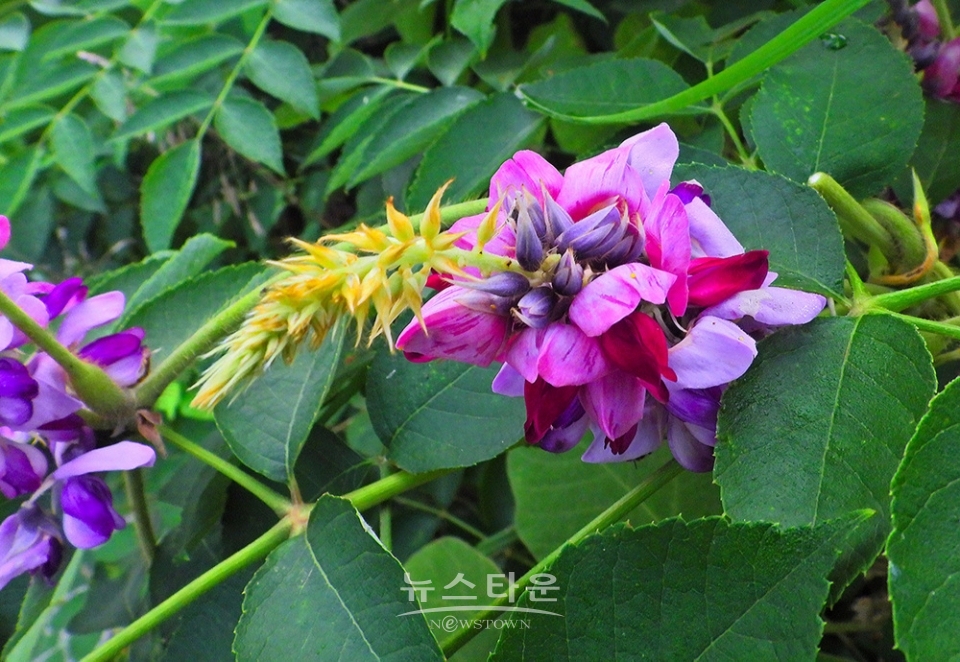 아름다운 칡꽃