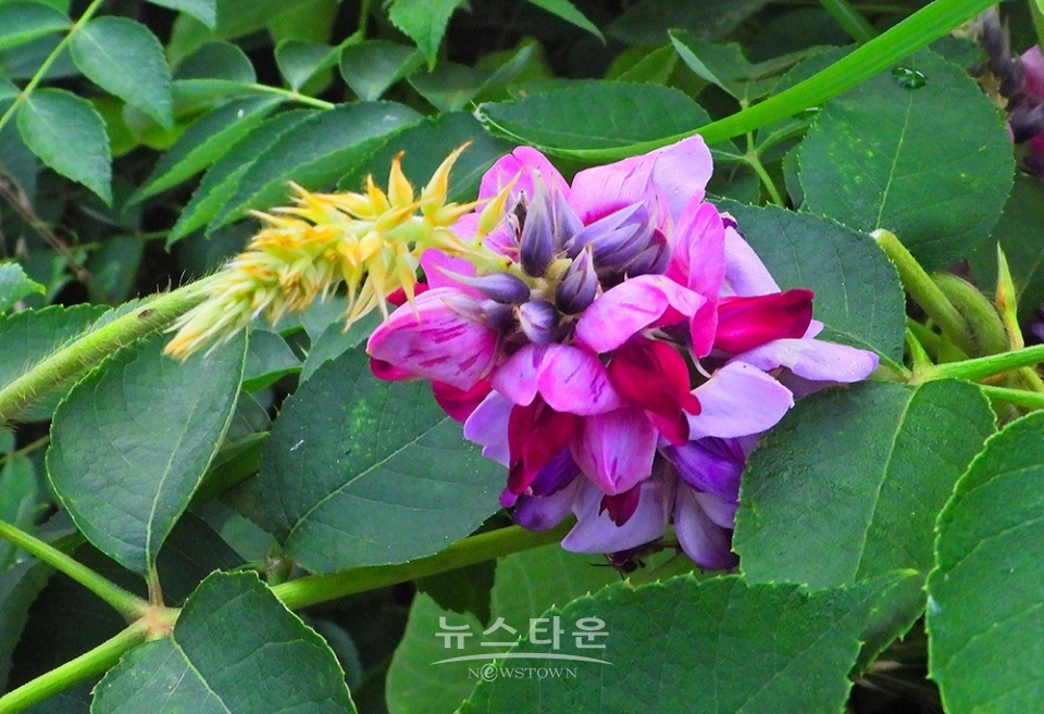 아름다운 칡꽃