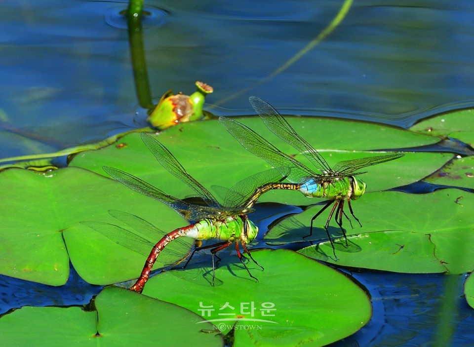 어리연꽃