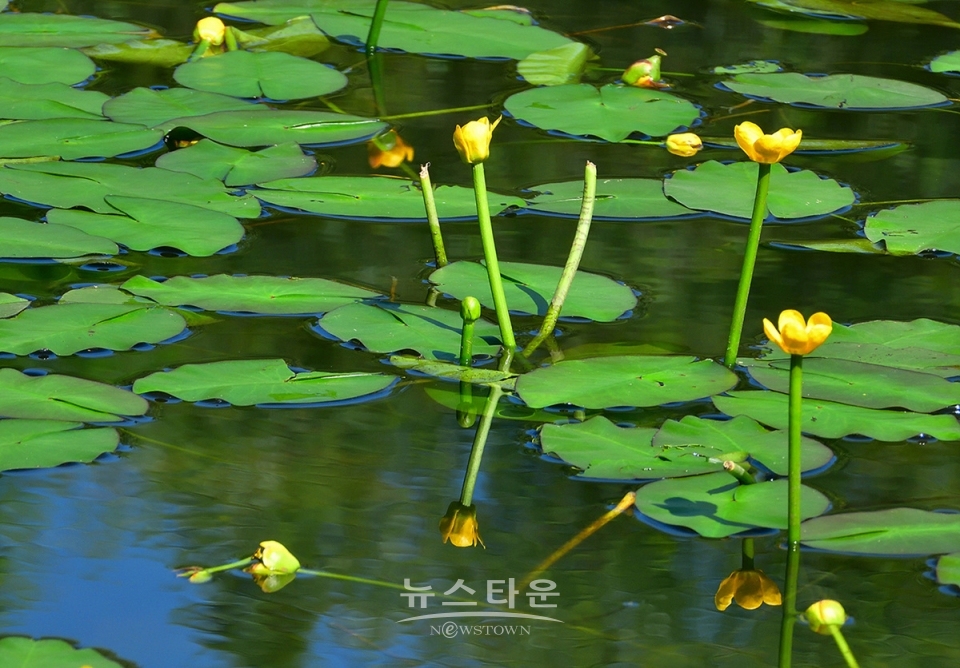 어리연꽃