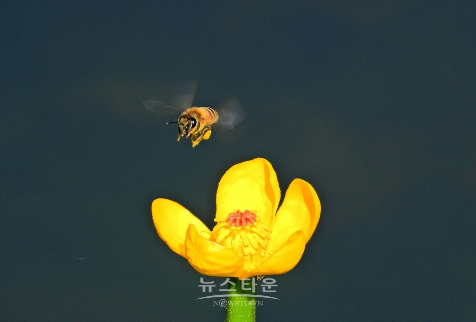 어리연꽃