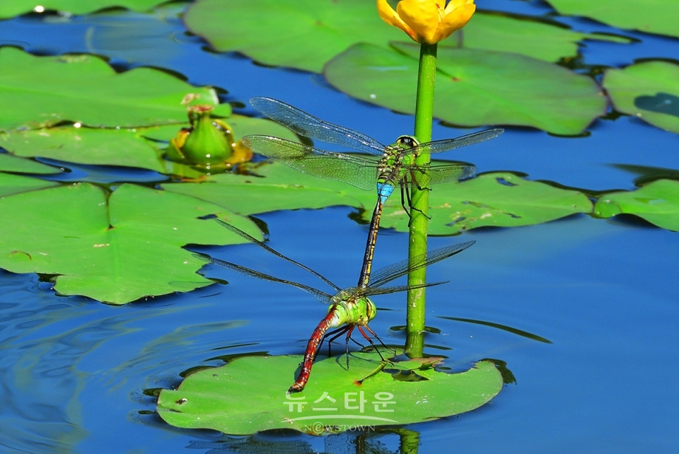 어리연꽃