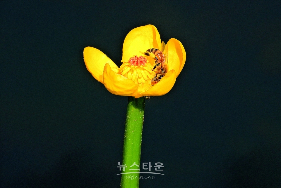 어리연꽃