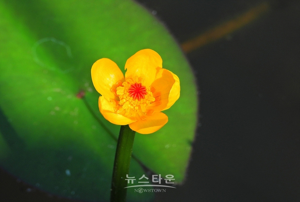 어리연꽃