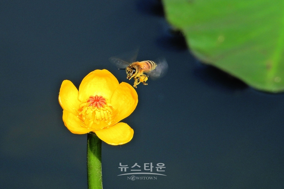 어리연꽃