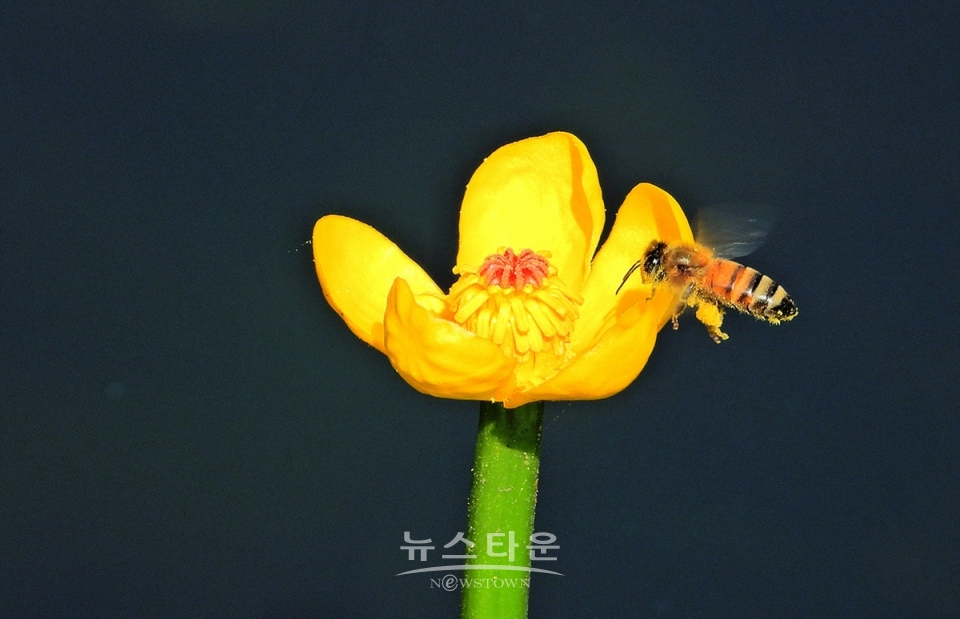 어리연꽃