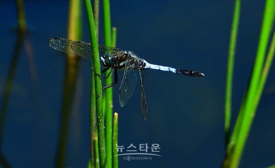 어리연꽃