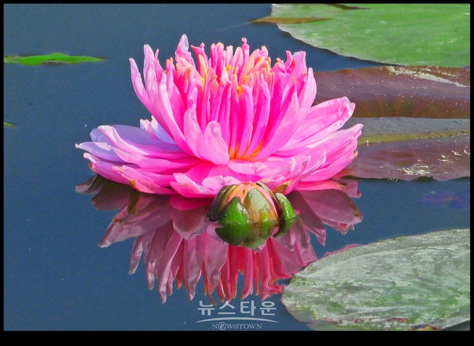수련과 연꽃