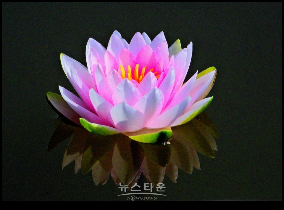 수련과 연꽃
