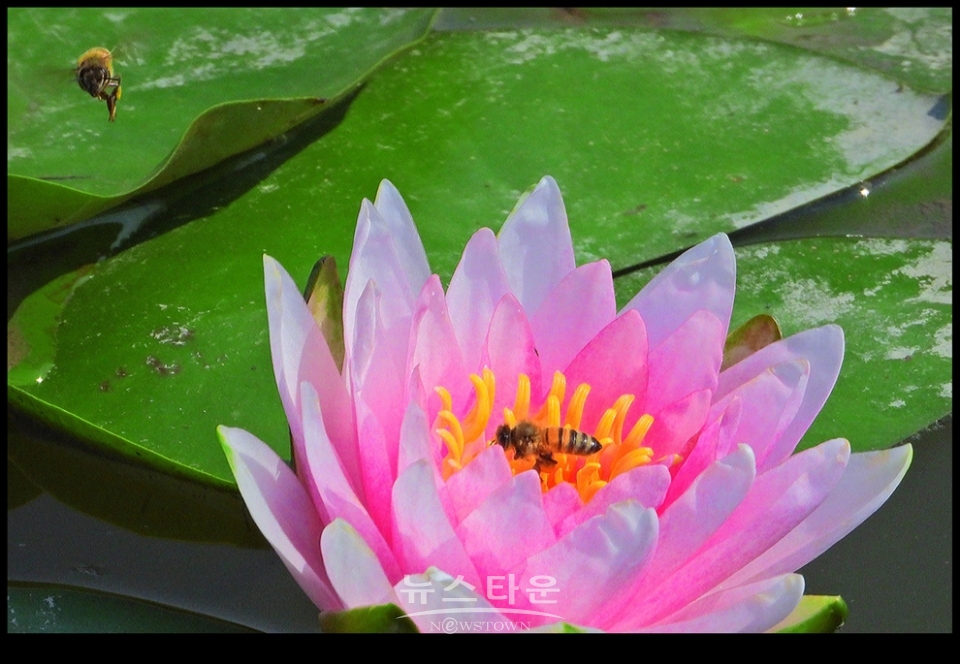 수련과 연꽃