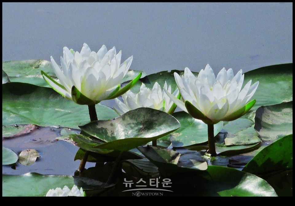 수련과 연꽃