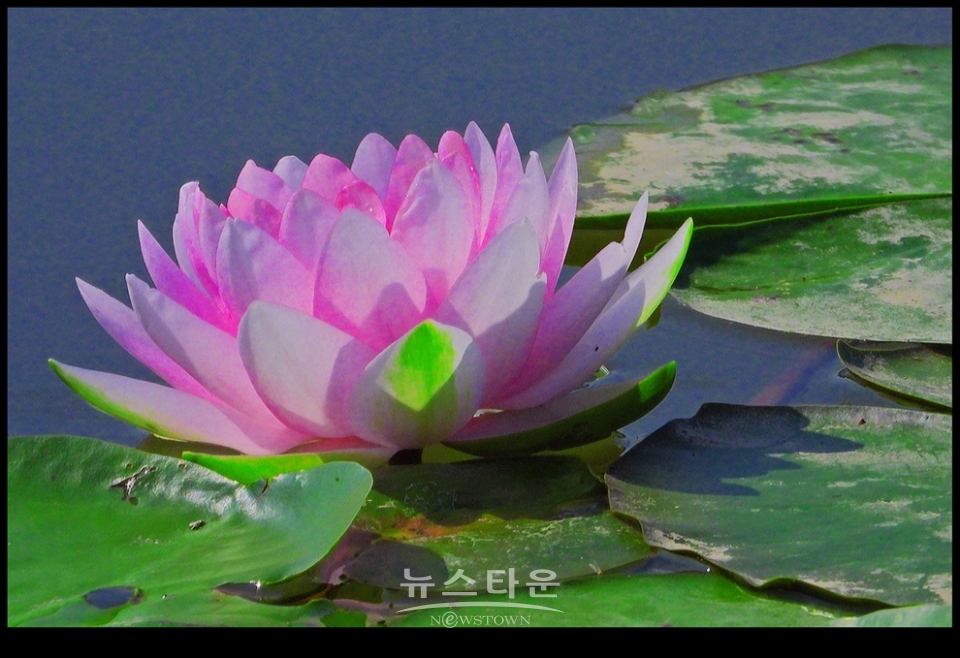 수련과 연꽃
