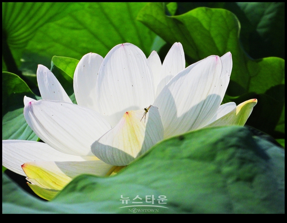 수련과 연꽃