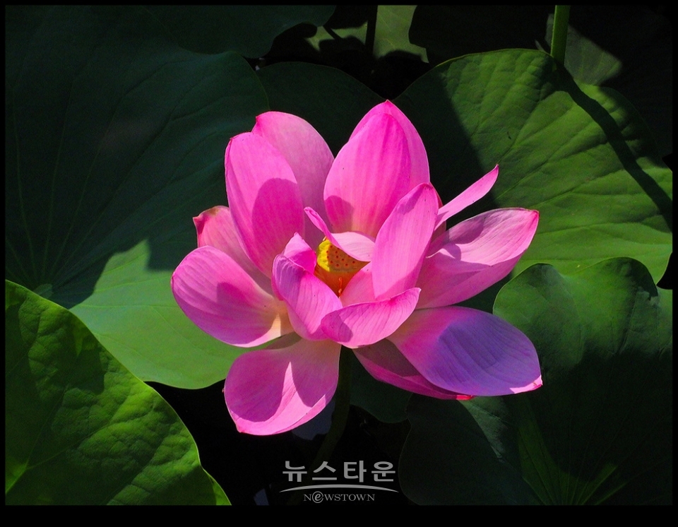 수련과 연꽃