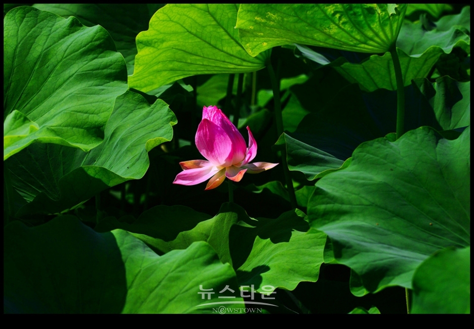 수련과 연꽃