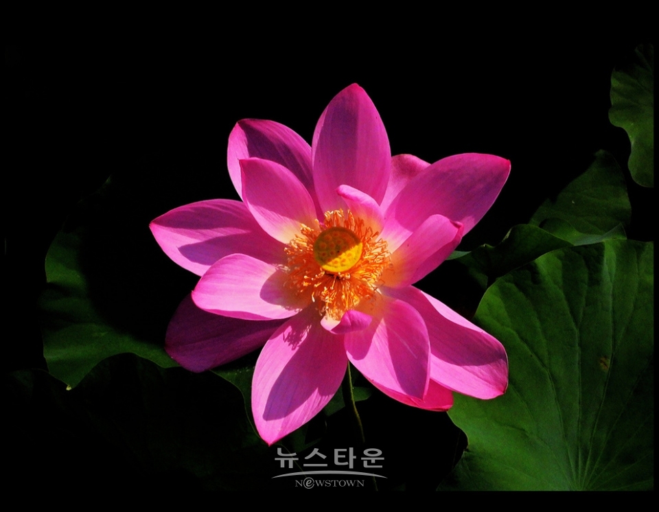 수련과 연꽃
