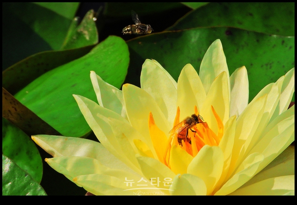 수련과 연꽃