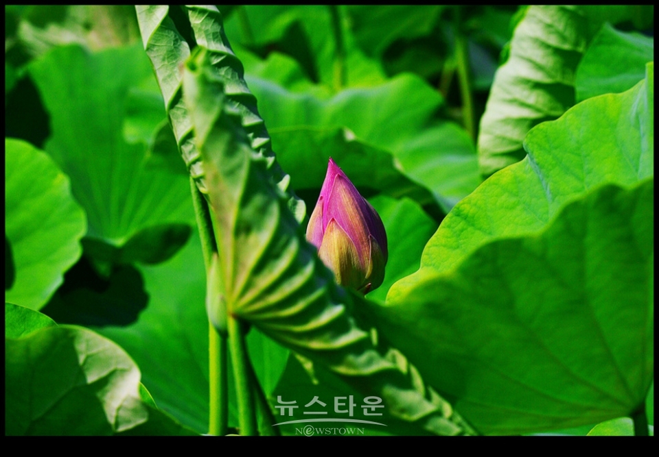 수련과 연꽃