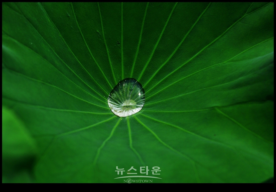 수련과 연꽃
