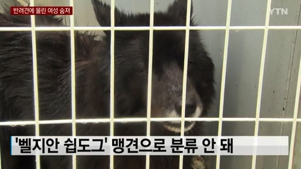 '김민교 강아지' 벨지안쉽도그 (사진 : YTN)