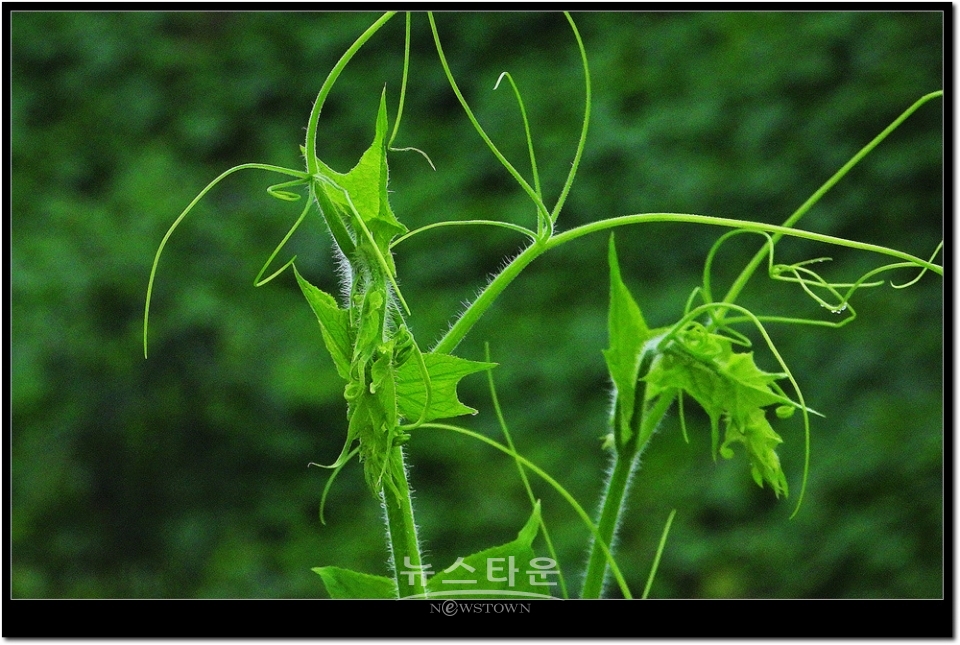 새순이 만든 예술