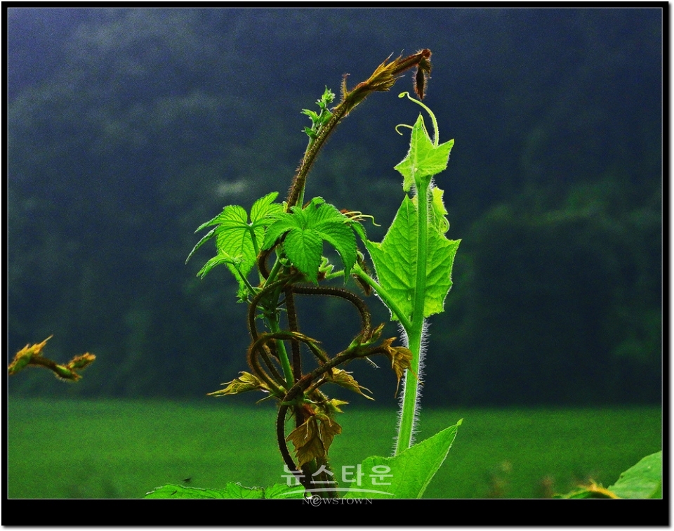 새순이 만든 예술작품