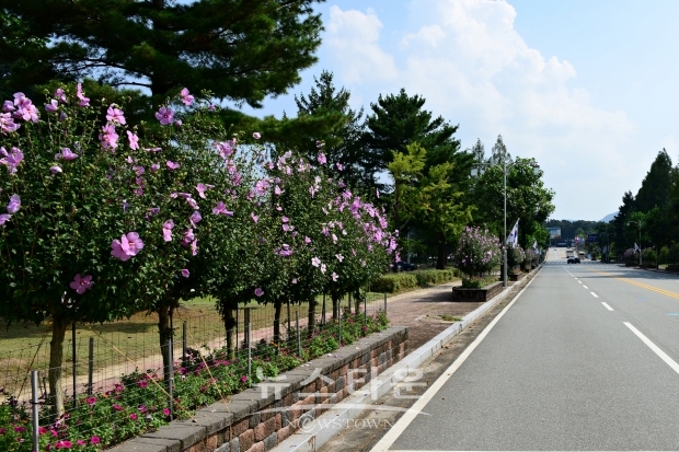 산림청, 소개하고 싶은 나라꽃 무궁화 명소 5곳 선정했다. 사진은 국립 대전현충원 가로수길(사진제공-산림청)