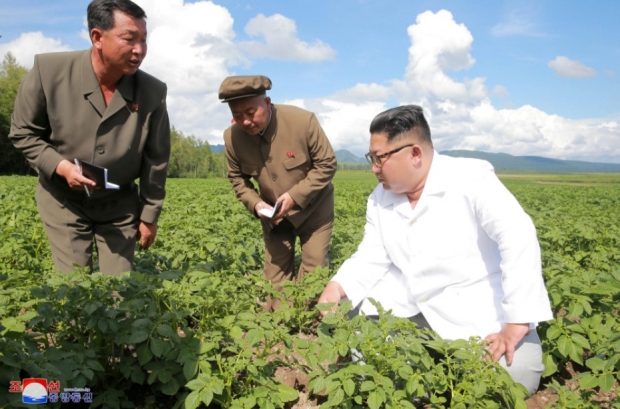 “북한에서 음식은 항상 정치적 의미를 지니고 있으며, 번영의 전통적 상징인 흰쌀을 즐겁게 우적우적 씹는 북한 주민들의 모습은 이제 더 보잘 것 없는 감자(spud)로 대체되고 있다. 그 예로 북한 요리쇼와 감자를 강조하는 뉴스 보도 등이 부쩍 늘어났다는 것이다.