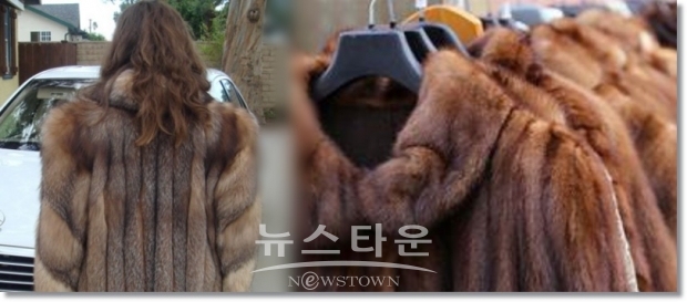 지난 몇 년간, 동물 복지 캠페인은 여론을 바꿔왔다. 수많은 패션 브랜드들이 모피 사용을 중단하고 대안으로 전환했다. 영국은 2003년에 모피농사를 금지했다. 오스트리아, 독일, 일본 등도 생산을 중단했고, 다른 나라들도 단계적으로 생산을 중단하고 있다.