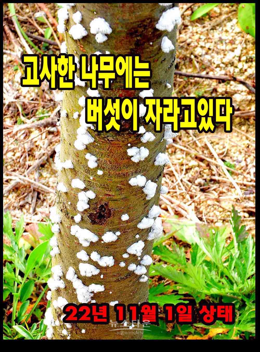 버섯이 자라고있는 죽은 나무들 지난 8월부터 자라기 시작했다. 이런 상태로 5개월간 방치하고있다.