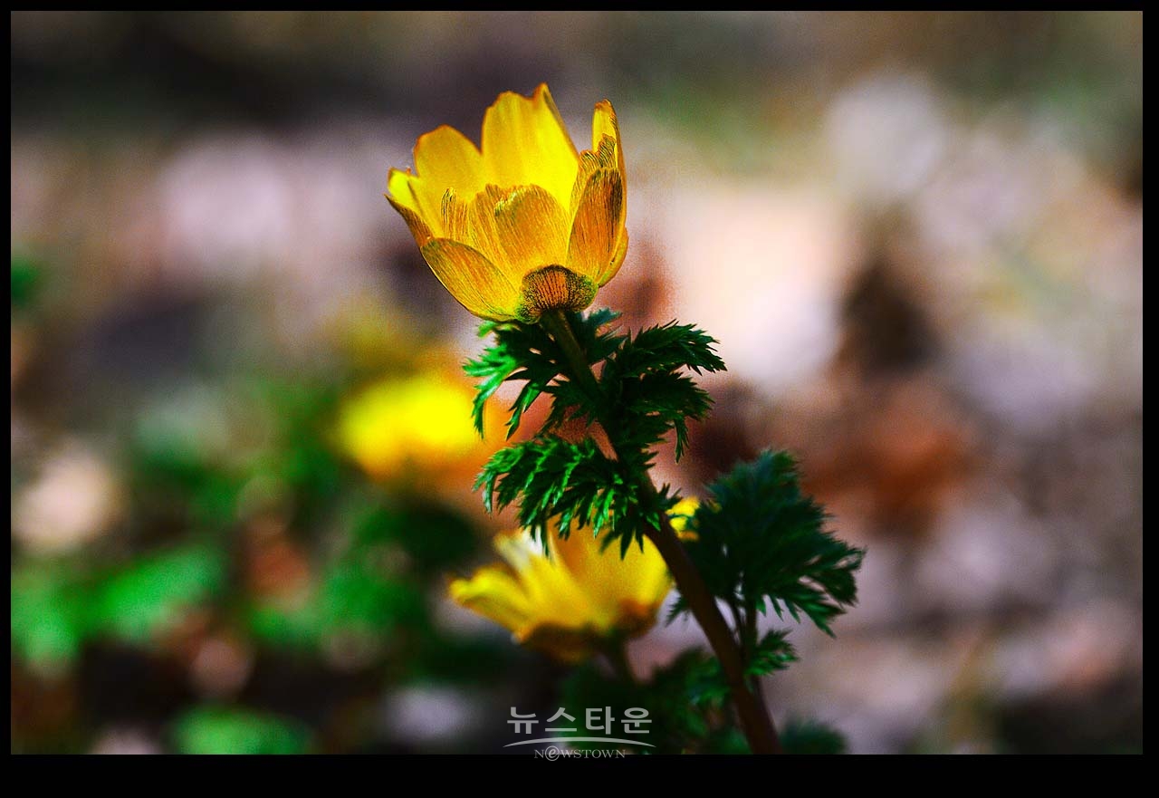 치악산 복수초