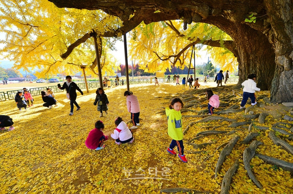 문막읍 반계리 800년생 은행나무