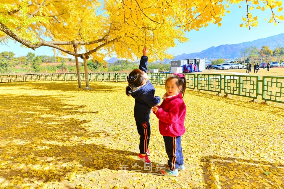 문막읍 반계리 800년생 은행나무
