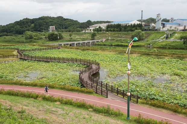 조천 연꽃길