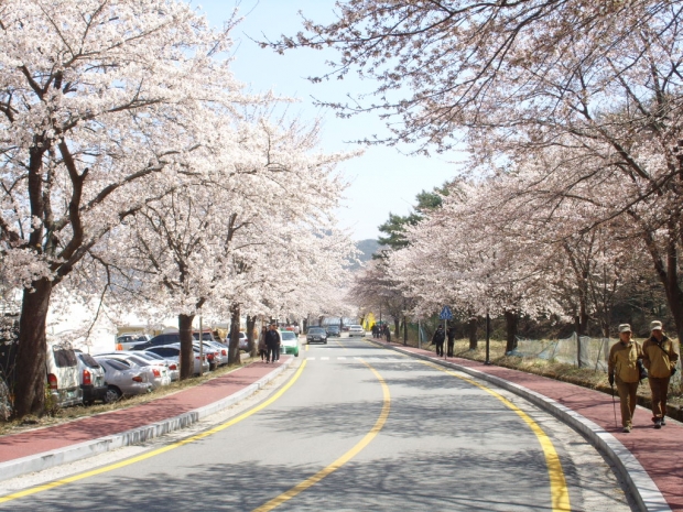 동학사 벚꽃