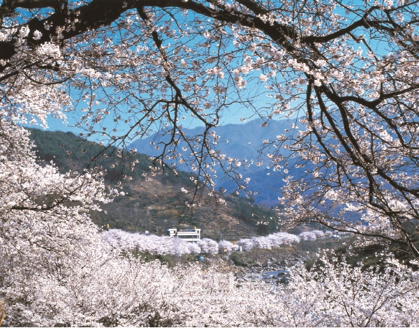 하동 십리벚꽃길