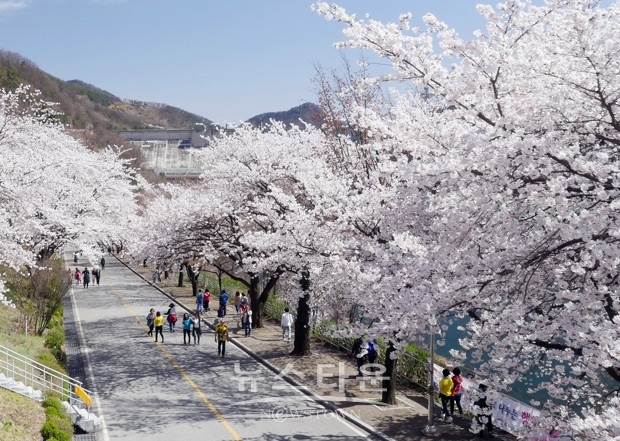 충주호 벚꽃축제