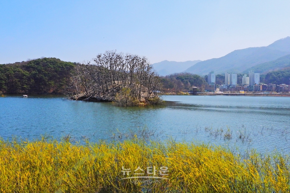 매지저수지의 거북섬과 민물가마우지