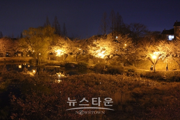호서대 아산캠퍼스  벚꽃축제