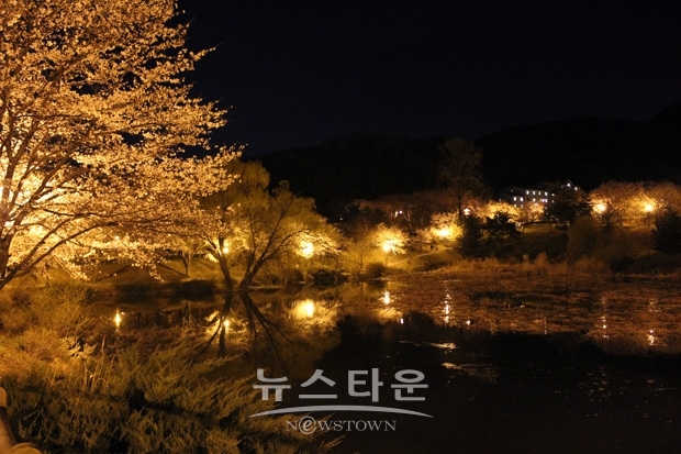 호서대 아산캠퍼스  벚꽃축제