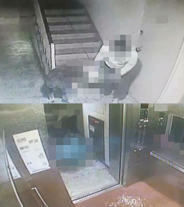 올드잉글리쉬쉽독 (사진: 부산경찰청)