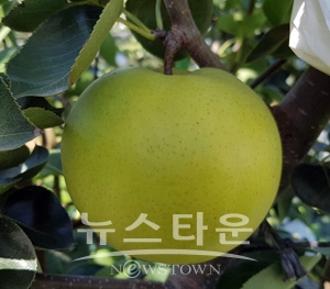 국산 신품종 배 ‘그린시스’