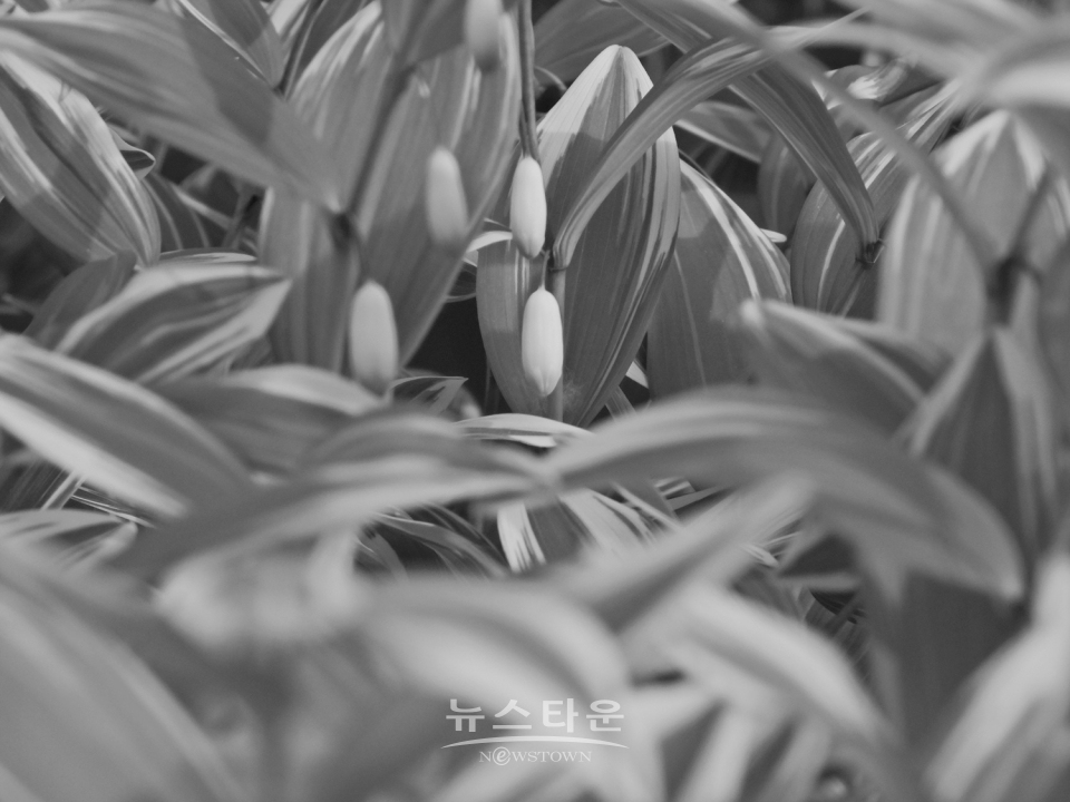 둥굴레 흑백사진으로 만나다