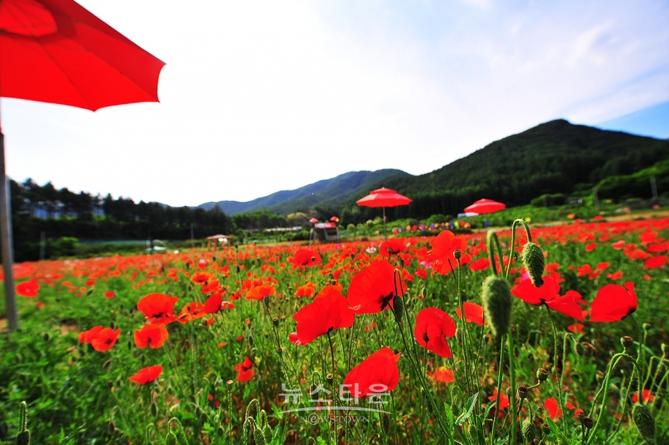 원주 용수골 꽃양귀비 축제