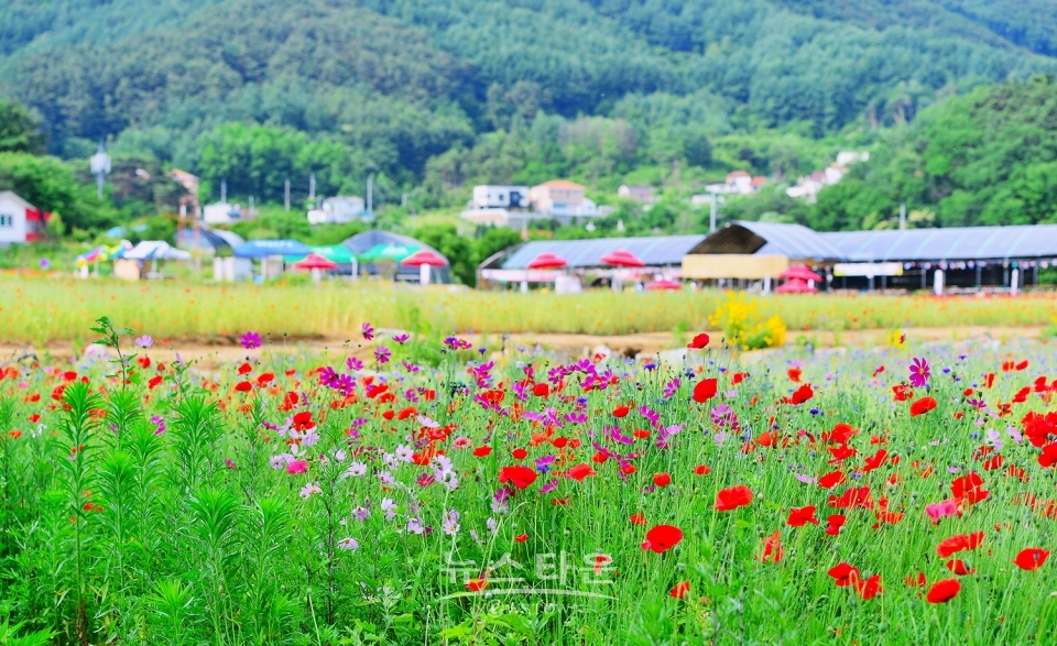 원주 용수골 꽃양귀비 축제