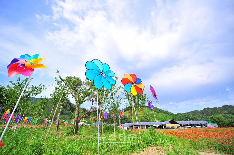 원주 용수골 꽃양귀비 축제