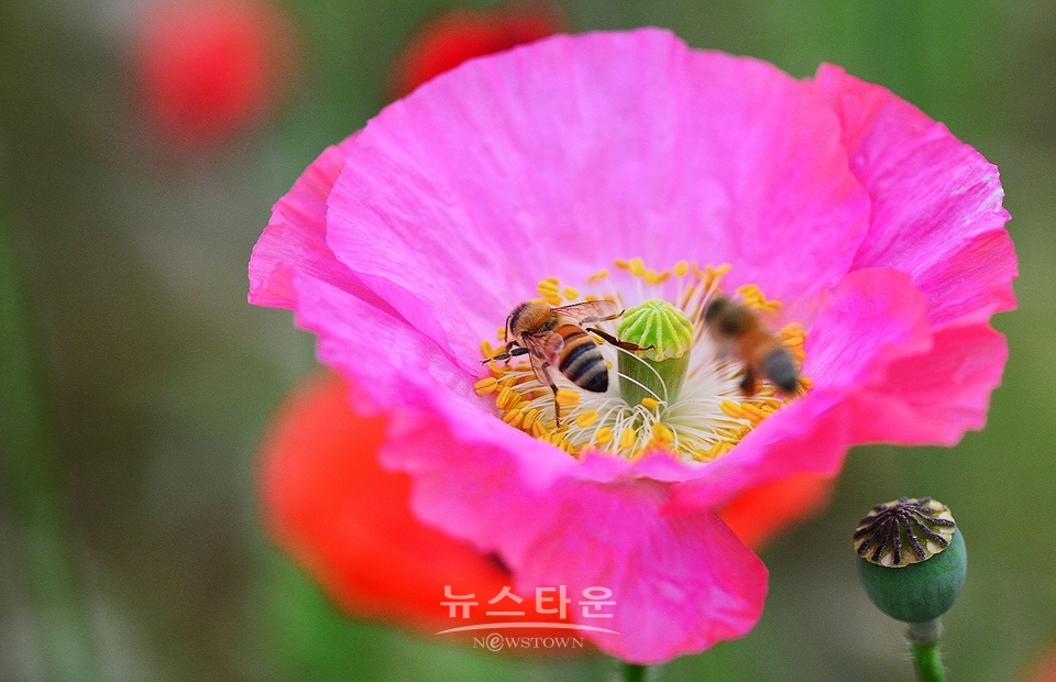 아름다운 양귀비의 자태