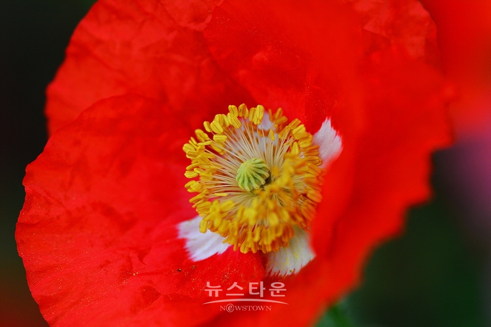 아름다운 양귀비의 자태